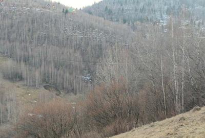 Teren de 15000 mp, în Plopi - 7