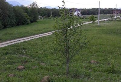 Teren de 10500 mp, în Central - 5