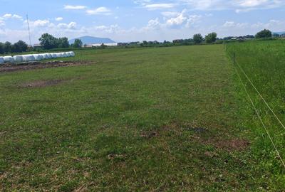 Teren Construcții intravilan de 5000 mp, în Bod - 4