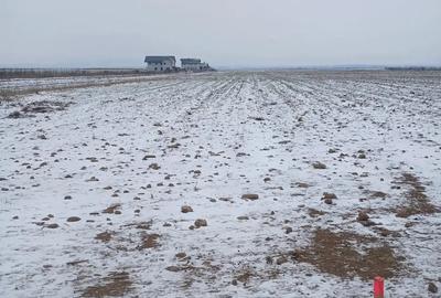 Teren de 5000 mp, în Cărpiniș - 10