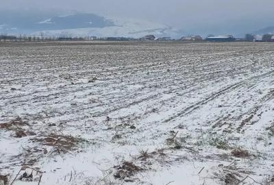 Teren de 5000 mp, în Cărpiniș - 4