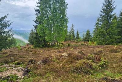 Teren de 3120 mp, în Albac