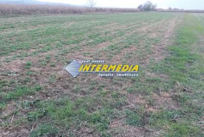 Teren de 5000 mp, în Central