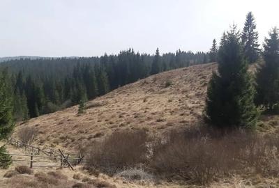 Teren de 9000 mp, în Bălcești (Beliș) - 3