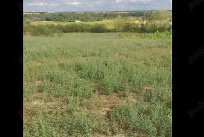 Teren de 3750 mp, în Husasău de Tinca - 3