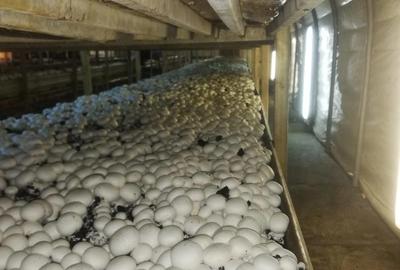 Spațiu comercial, de 500 mp, în Stoina - 8