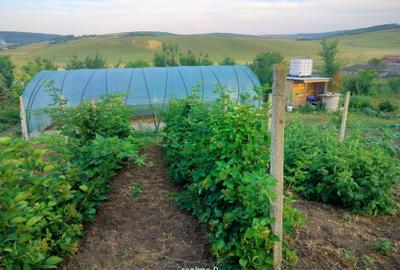 Teren de 1550 mp, în Buznea - 6