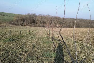 Teren de 8700 mp, în Ramna - 2