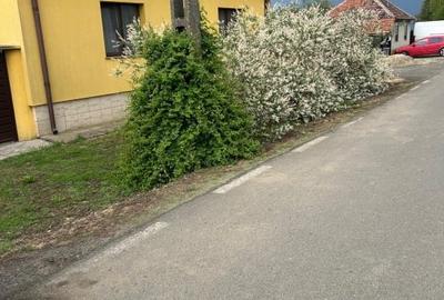 Casă individuală cu 4 camere cu Teren 5538 Mp în Macea - 1