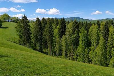 Casă cu 3 camere cu Teren 1000 Mp în Bran - 6