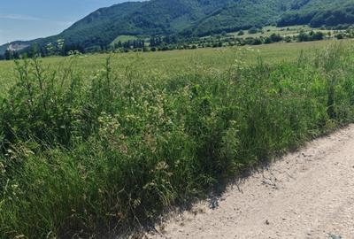 Teren Construcții intravilan de 16000 mp, în Cristian - 5