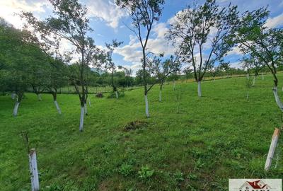 Teren Construcții intravilan de 2400 mp, în Benic - 8