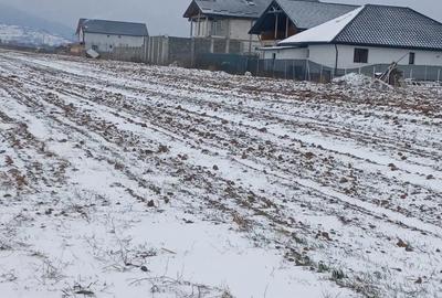 Teren de 5000 mp, în Cărpiniș - 3