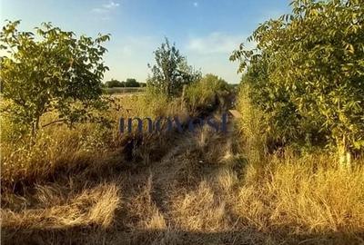 Teren de 3000 mp, în Botizului