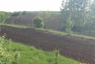 Casă cu 6 camere cu Teren 5000 Mp în Baldovinești - 9