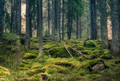 Teren agricol extravilan de 6500 mp, în Cucorăni - 1