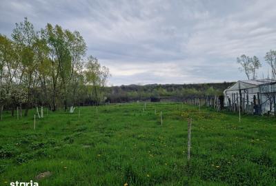 Teren de 1809 mp, în Moțăieni - 4