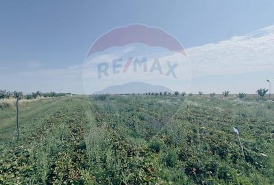 Teren agricol extravilan de 16750 mp, în Cârcea - 13