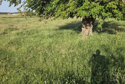 Teren de 4300 mp, în Bazoș - 3