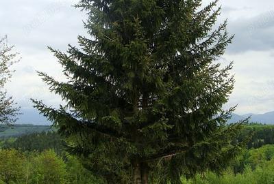 Teren de 11600 mp, în Poiana Mărului - 10