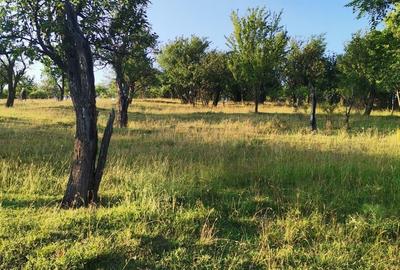 Teren de 2700 mp, în Dobreni