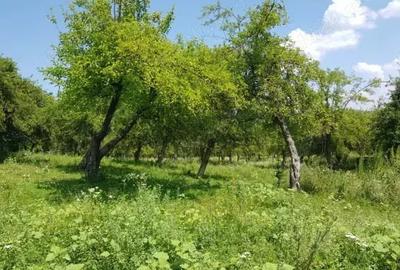 Teren de 5000 mp, în Mușcel - 1