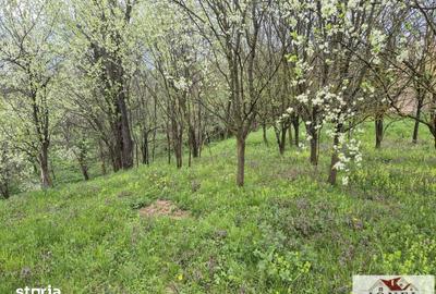 Teren de 1295 mp, în Berghin - 5
