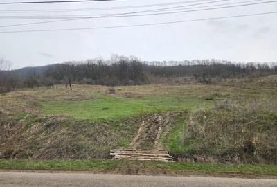 Teren de 8000 mp, în Șoimari - 1