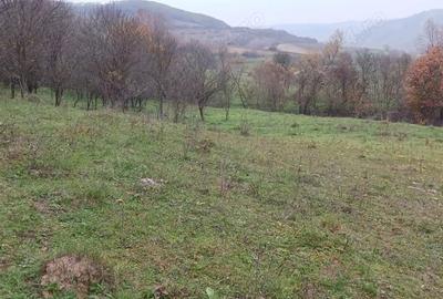 Teren de 7800 mp, în Sântejude - 4