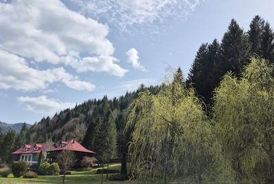 Teren de 4096 mp, în Tarcău - 5