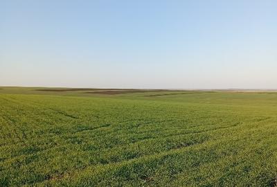 Teren agricol extravilan de 10000 mp, în Zărnești - 2