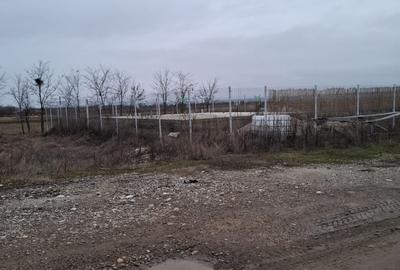 Teren Construcții intravilan de 2500 mp, în Dragomirești - 2