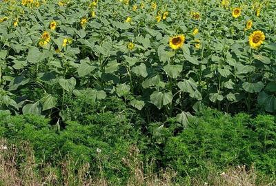 Teren de 2500 mp, în Bolintin-Deal