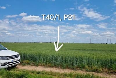 Teren agricol extravilan de 33100 mp, în Glina - 5