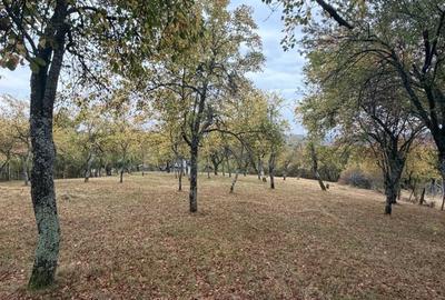 Teren de 2614 mp, în Sohodol