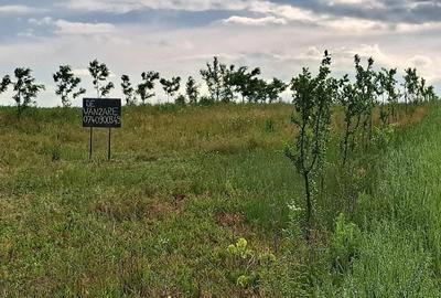 Teren de 2900 mp, în Ion Creangă