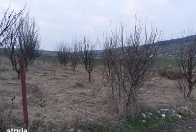 Teren de 1000 mp, în Central