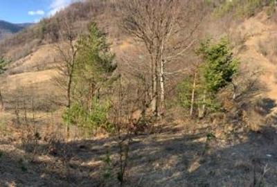 Teren extravilan de 5384 mp, în Nehoiu - 4