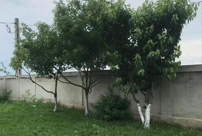 Casă cu 6 camere în Răzvani - 5