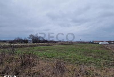 Teren de 1167 mp, în Borș - 3