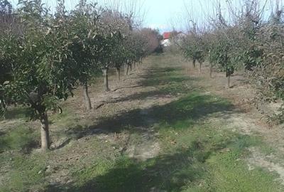 Teren de 4700 mp, în Gologanu