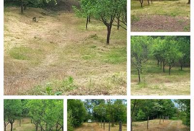 Teren de 6000 mp, în Stoilești