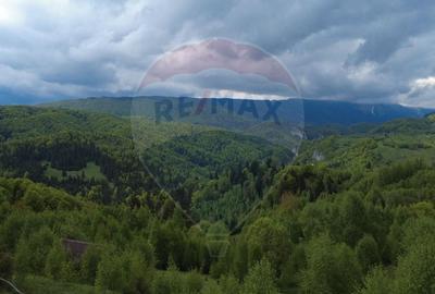 Teren agricol extravilan de 38704 mp, în Șirnea - 10