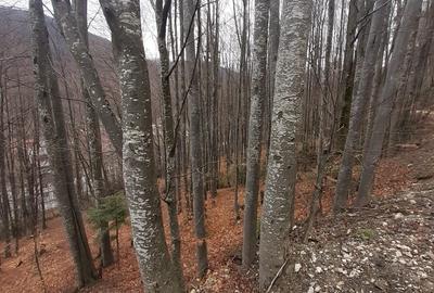 Teren Construcții intravilan de 879 mp, în Sinaia - 1