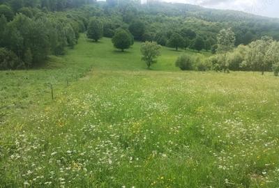 Teren de 5800 mp, în Scrădoasa - 1