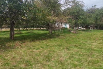 Teren agricol extravilan de 15826 mp, în Calea Caransebeșului - 3