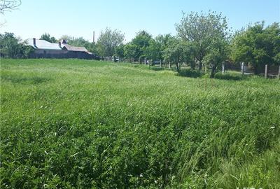 Teren de 2000 mp, în Vedea - 1