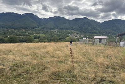 Teren de 2100 mp, în Tohănița