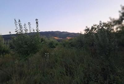 Teren de 1600 mp, în Șerbești