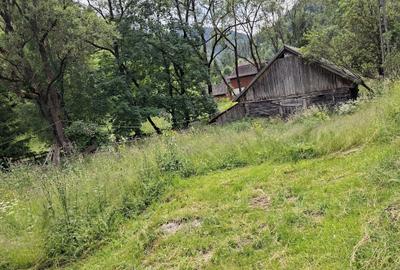 Teren de 4000 mp, în Muntele Băișorii - 6